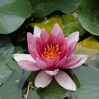 Lotus Flower Blog Header